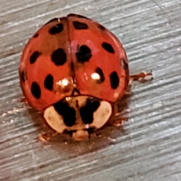 ladybugmom52445